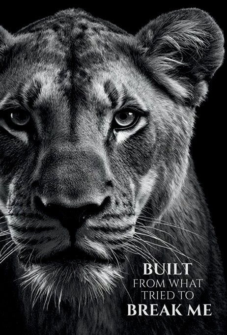 REBORN Journal — Built from what tried to break me